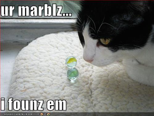 funny-pictures-cat-finds-your-lost-marbles.jpg